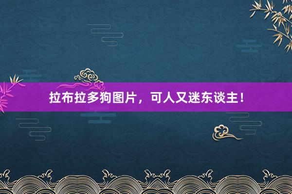 拉布拉多狗图片，可人又迷东谈主！
